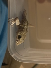 Ptyodactylus