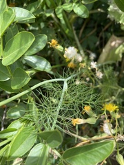Artedia squamata