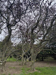 Parrotia
