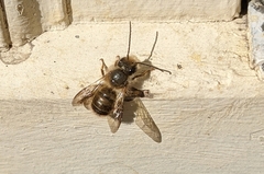 Osmia taurus