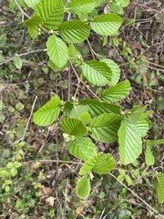 Alnus glutinosa barbata
