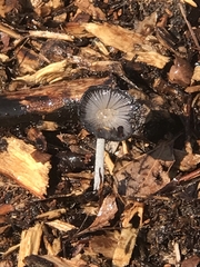Coprinopsis lagopus