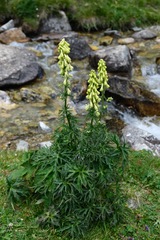 Aconitum lycoctonum