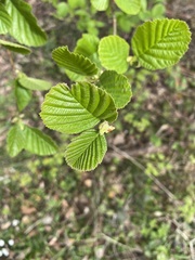Alnus glutinosa barbata