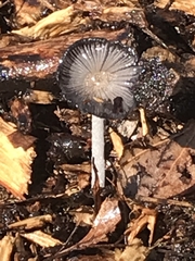 Coprinopsis lagopus