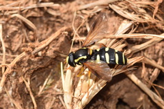 Xanthogramma citrofasciatum