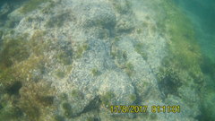 Lytechinus semituberculatus