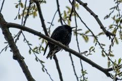 Sturnus vulgaris