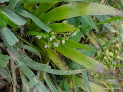 Xiphidium caeruleum