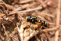 Xanthogramma citrofasciatum