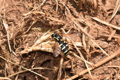 Xanthogramma citrofasciatum