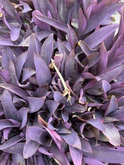 Tradescantia pallida