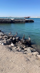 Pelecanus occidentalis