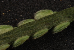 Paspalum pubiflorum pubiflorum