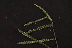 Paspalum pubiflorum pubiflorum