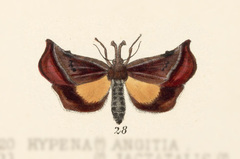 Tamyra ignitalis