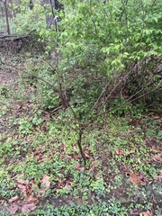 Asimina triloba