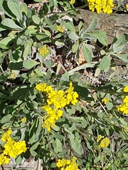 Alyssum montanum