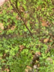 Asimina triloba