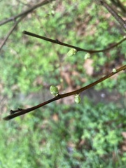 Asimina triloba