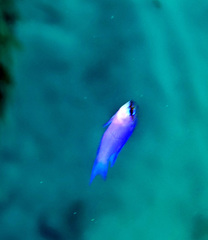Gramma melacara