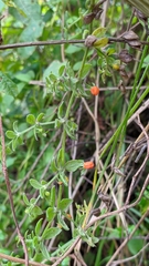 Galium hypocarpium
