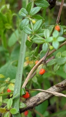 Galium hypocarpium