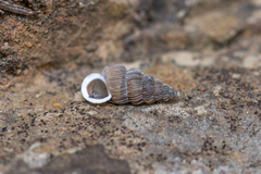 Obscurella bicostulata