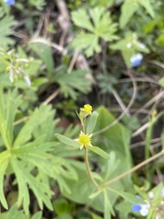 Ranunculus micranthus