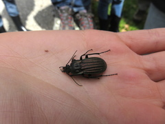 Carabus melancholicus