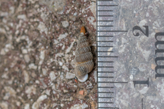 Obscurella bicostulata