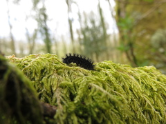 Euphydryas aurinia beckeri