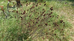 Eryngium sanguisorba