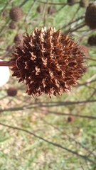 Eryngium sanguisorba