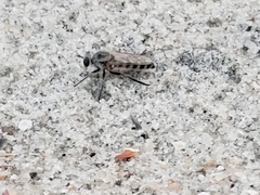 Laphystia