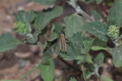 Acrididae