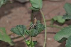 Acrididae