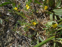 Hippocrepis biflora