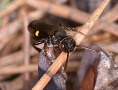Nomada leucophthalma