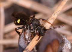 Nomada leucophthalma