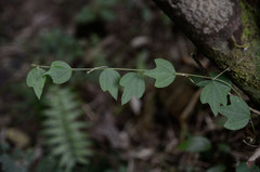Passiflora cuspidifolia