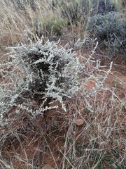 Helichrysum lucilioides