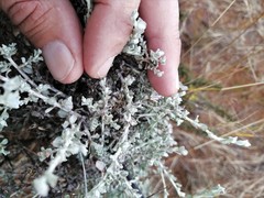 Helichrysum lucilioides