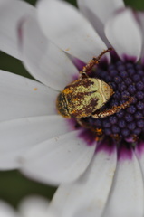 Hoplia