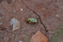 Hoplia
