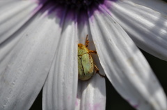 Hoplia