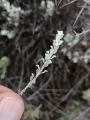 Helichrysum lucilioides