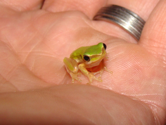 Litoria fallax
