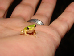 Litoria fallax