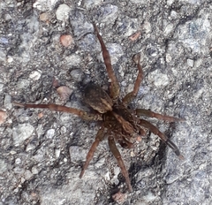 Trochosa terricola